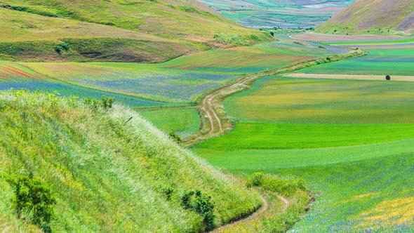 PAN: blooming cultivated fields, famous colourful flowering plain in the Apennines, Castelluccio di