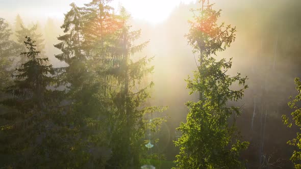 Aerial View of Brightly Illuminated with Sunlight Beams Foggy Dark Forest with Pine Trees at Autumn