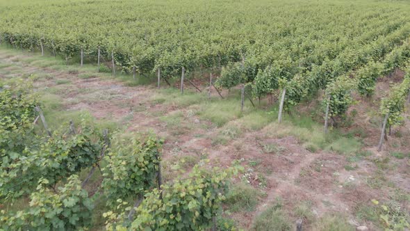 Aerial flight over beautiful vineyard landscape in Kvareli, Georgia