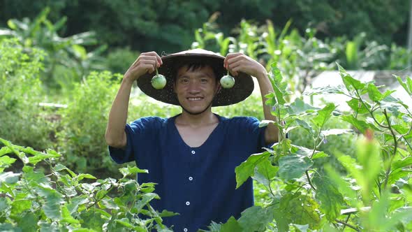 Asian Farmer Showing Solanum Laciniatum