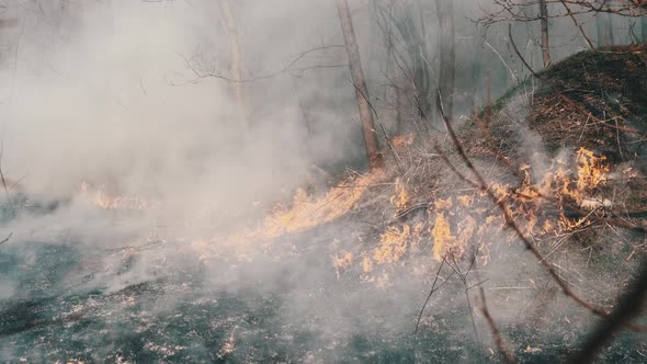 Fire in the Forest Burning Dry Grass Trees Bushes Flame and Smoke Wildfires