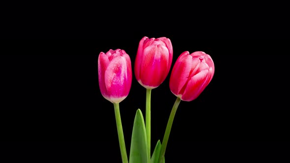 Timelapse of Red Tulips Flowers Opening