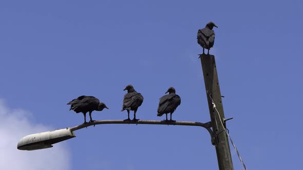 group of 4 Black Vulture perched on a lamppost, bird Coragyps atratus Gallote Gallinazo Cathartidae