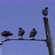 group of 4 Black Vulture perched on a lamppost, bird Coragyps atratus Gallote Gallinazo Cathartidae - VideoHive Item for Sale