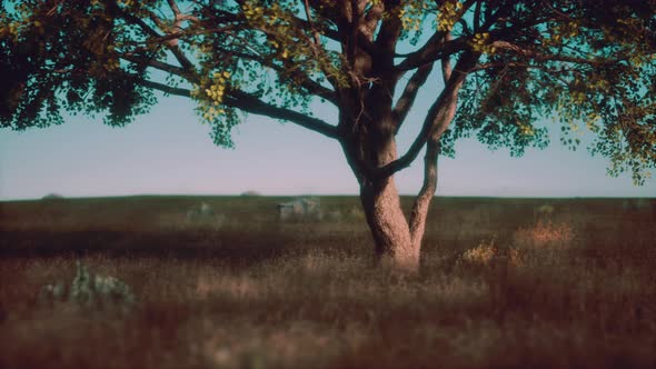 Large Tree in the Open Savanna Plains of Etosha National Park in Namibia