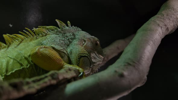 Green iguana on a tree branch