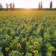 AERIAL view. flowering sunflower field plant. Flight over sunflower field in sunset 4k,Ukraine - VideoHive Item for Sale