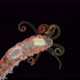Worm Proceraea Sp. Under a Microscope, the Syllidae Family, the Polychaeta Class, Was Found in the - VideoHive Item for Sale