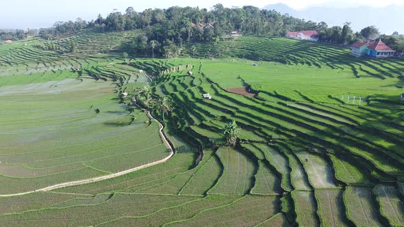 Rice Field Terrace Aerial View Reverse