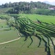 Rice Field Terrace Aerial View Reverse - VideoHive Item for Sale