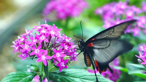 butterfly eat nectar slow-motion