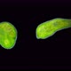 Flatworm Typhloplana Sp. Under a Microscope, the Typhloplanidae Family, Rhabditophora Class, Lives - VideoHive Item for Sale