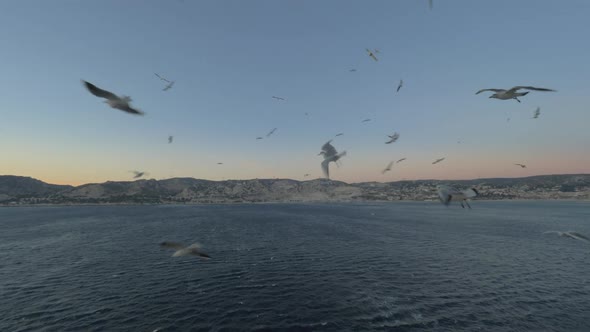 Seagulls Following the Cruise Ship
