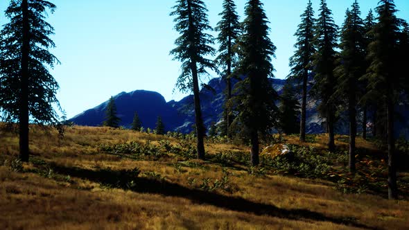 Trees on Meadow Between Hillsides with Conifer Forest