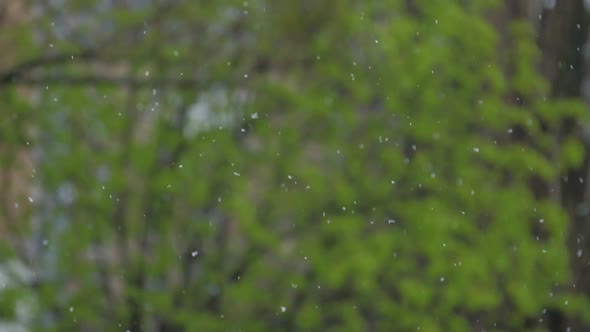 Heavy Spring Rain Drops Fall on Tree with Small Green Leaves