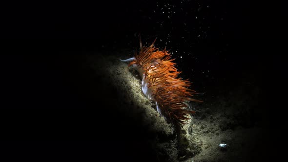 Unique artistic underwater video of a vibrant sea creature in the dark lit up only by the light of a