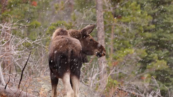 Wild Moose in Rocky Mountain National Park