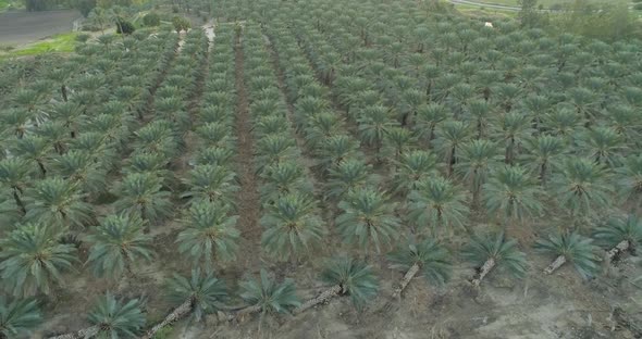 Aerial view of palm trees cut in a field, Dganya, Sea of Galilee, Israel.