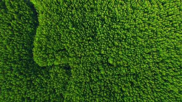 Top view of winding river in tropical mangrove green tree forest in khao jom pa