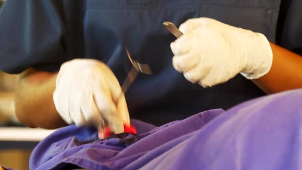 Professional Veterinarian in White Gloves Removes Tumor