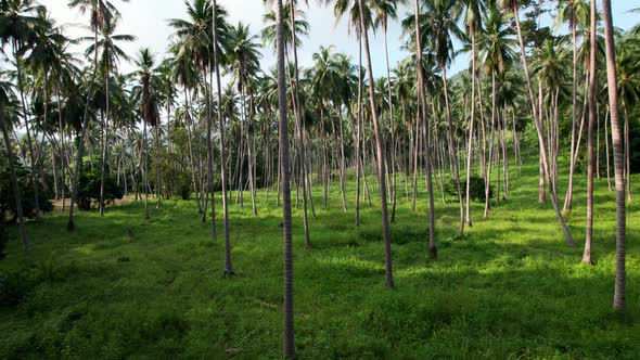 Tropical island landscape palm tree forest in Ko Samui, Thailand