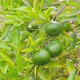 Green Mandarins and Mandarin Tree - VideoHive Item for Sale