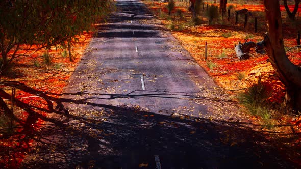 Open Road in Australia with Bush Trees