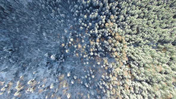 Top-down aerial view of a forest with multicolor trees covered with snow