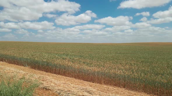 Wheat Field at sunny southern district kibbutz in israel