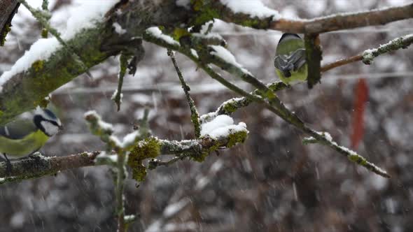 Tit (Parus major) sitting on a tree branch in winter. Slow motion