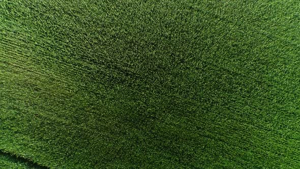 Aerial view of a Green Field 4K