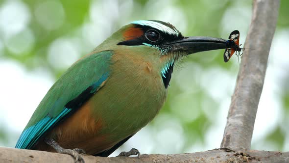 Colorful Motmot Bird with a Butterfly in its Beak in the Forest Woodland