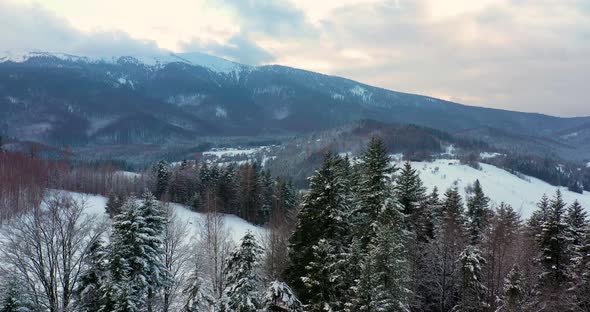 Aerial View of Forest Covered with Snow in Mountains