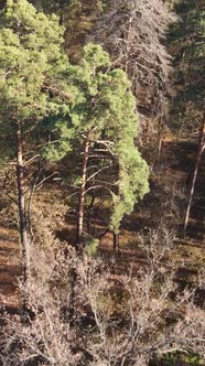 Vertical Video of an Autumn Forest During the Day