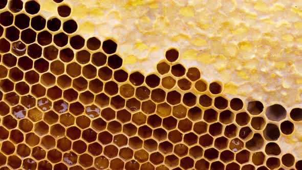 Close Up of Honey Wood Wax Frame Honeycomb  Slow Motion