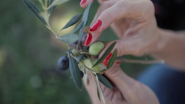 Ripe Black and Green Olives and Leaf in Women's Palms