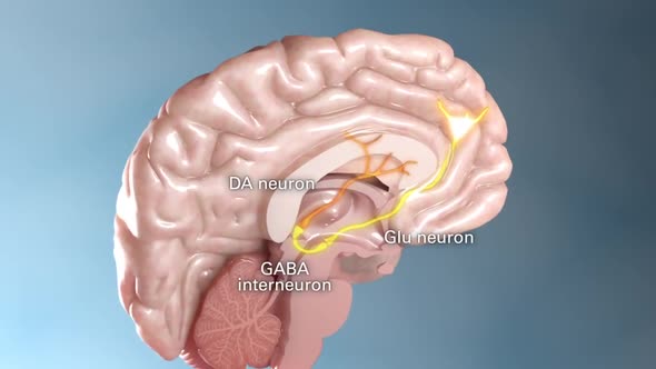 neuron activities in the brain