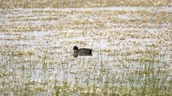 Wild Bird Floating Among the Flowers on the Pond