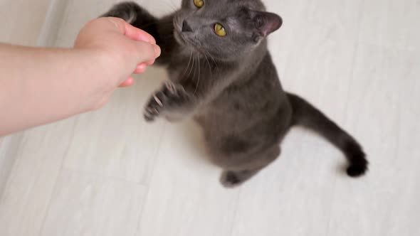 Gray Cat Eats From Human Hands Standing Up on Its Hind Legs