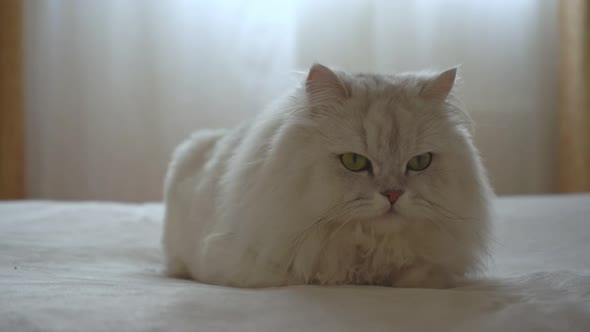 Cute Domestic Persian Silver Chinchilla is Lying on Bed in Room and Resting