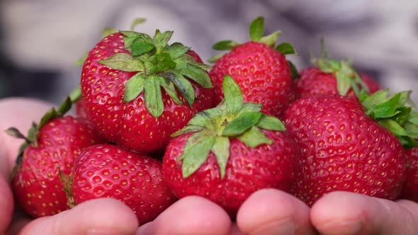 Big Red Ripe Strawberry in the Hands of a Farmer