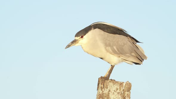 Close up of Night Heron perched on pole enjoying sunset during windy day