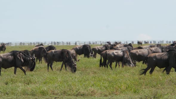 Huge amount of Wildebeests during migration in Serengeti national park Tanzania