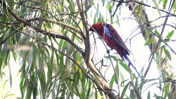 crimson rosella foraging for food on a eucalyptus tree at katoomba