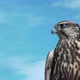 Gyrfalcon Falco Rusticolus - VideoHive Item for Sale
