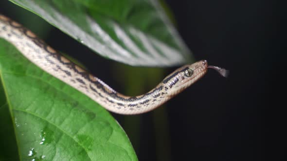 Patternless Columbian Rainbow Boa or Epicrates Cenchria Maurus