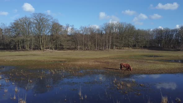 Auroch standin behind lake Wasmeer in Hilversum and Laren, the Netherlands