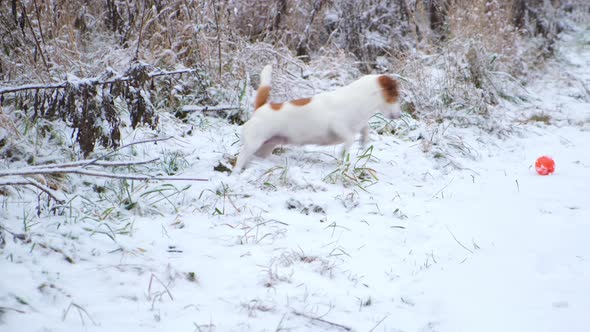 A Jack Russell Terrier dog jumping for a ball on a snowy path in a winter park.