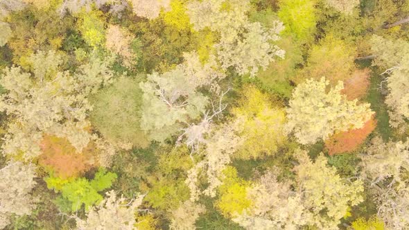 Vertical Video of a Forest with Many Trees in Autumn