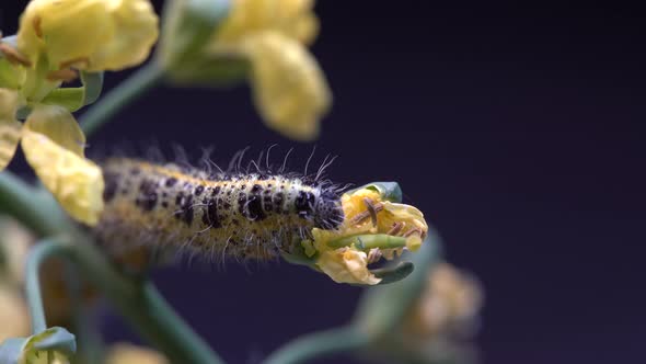 Cabbage butterfly caterpillar on green broccoli with yellow flowers, macro